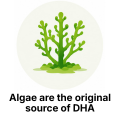 Algae are the original source of DHA