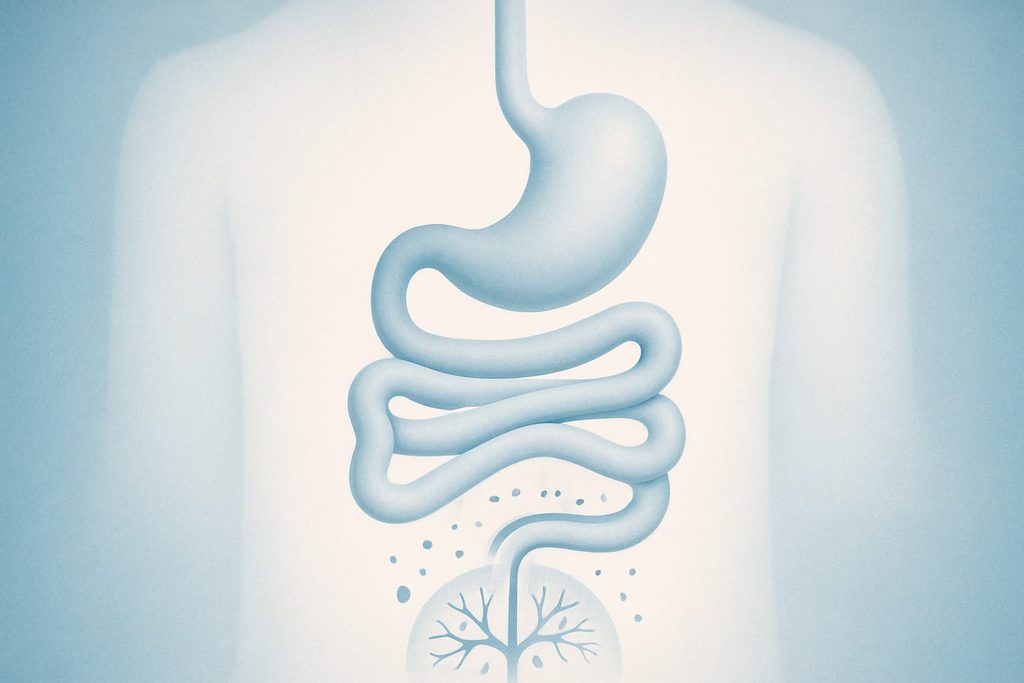 How DHA absorption works after digestion